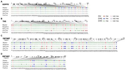 The Epigenetic Regulation in Plant Specialized Metabolism: DNA Methylation Limits Paclitaxel in vitro Biotechnological Production